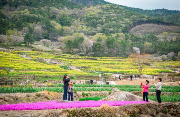 국민쉼터 남해 ‘황홀한 꽃대궐이 펼쳐진다!’  “올 봄, 남해 가 봄?”