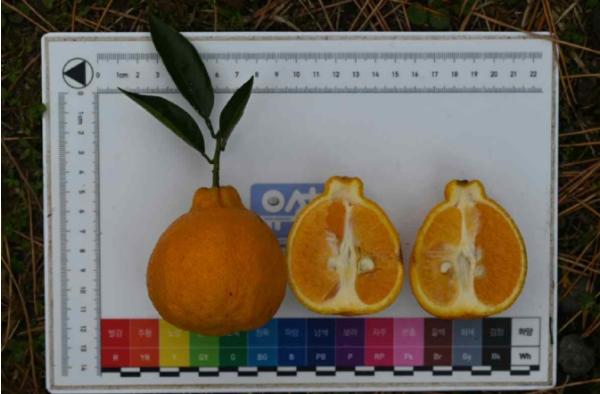 벤줄·양애·반치·제주마, 세계식문화유산 ‘맛의 방주’ 등재