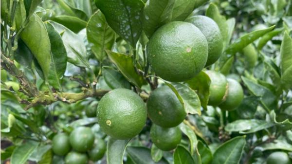 “생산부터 유통까지 철저히” 제주 풋귤 출하농장 지정 신청 시작